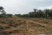 TERRAIN AVEC APPROBATION A M’BAHIAKRO