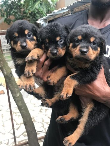 Chiots rottweilers purs sang