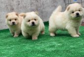 Chiot chow chow disponible