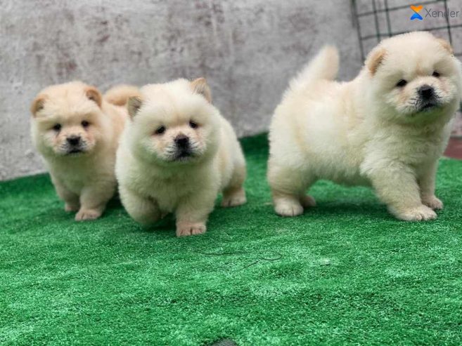 Chiot chow chow disponible