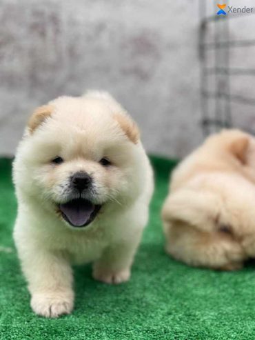 Chiot chow chow disponible