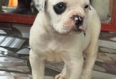 Chiot bulldog américain Disponible