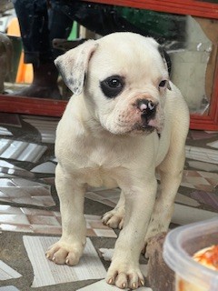 Chiot bulldog américain Disponible