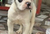 Chiot bulldog américain Disponible