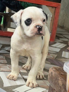 Chiot bulldog américain Disponible