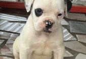 Chiot bulldog américain Disponible