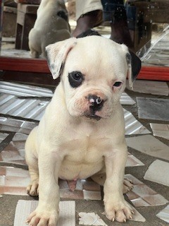 Chiot bulldog américain Disponible